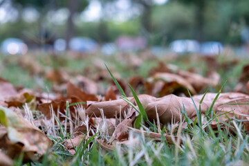 autumn leaves on the ground