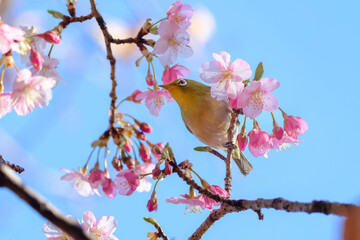 河津桜とメジロ