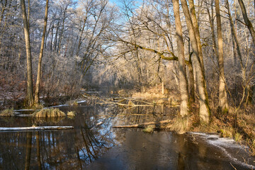Dzika rzeka Bukówka płynąca lasami i polami Puszczy Noteckiej