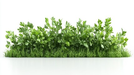 Obraz premium Lush Green Herbs and Grass Isolated on a White Background