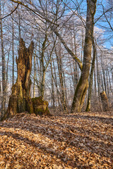 Pień starego dębu w otoczeniu młodych drzew