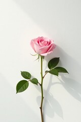 A single pink rose stem with leaves casts a shadow on a bright white background