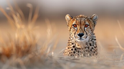 Obraz premium A close-up portrait of a cheetah with focused amber eyes.