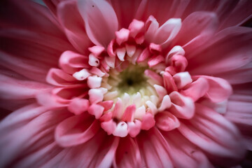close up of pink gerber daisy