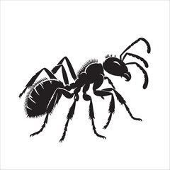 Obraz premium Ant vector silhouette illustration