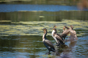 White-breasted Cormorants perched alongside each other in a calm lake with reed growth in the background
