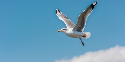 Obraz premium Seagull Gliding Gracefully Across a Bright Blue Sky With Ample Space for Text-Related Graphics and Messaging