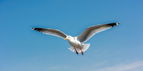 Obraz premium Seagull In Flight Against A Bright Blue Sky With Ample Space For Text or Graphics