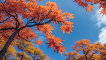 Vibrant autumn foliage of Japanese maple contrasting beautifully with a clear blue sky in a serene nature setting.