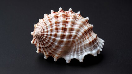 Obraz premium Beautiful seashell on a dark background highlighting its intricate patterns and texture ideal for decorative and marine-themed design uses.