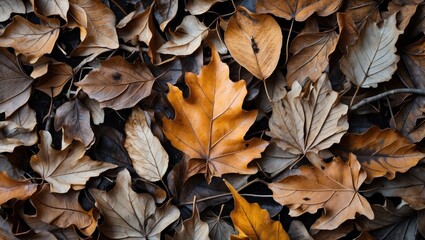 Fototapeta premium Autumn leaves texture in a variety of brown and golden hues creating a natural background for seasonal imagery or nature-themed designs