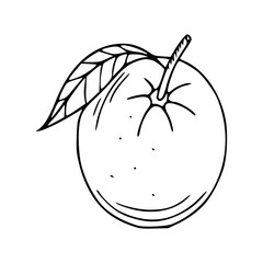 outline drawing of a fresh orange for coloring pages