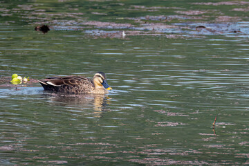 Eastern Spot-Billed Duck