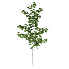 Free PNG 3d illustration of Young Green Tree tree frontal isolated transparent background perfectly cutout high resolution