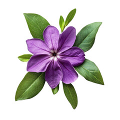 Fototapeta premium PurpleFlowerGreenLeavesWhite on transparent background.