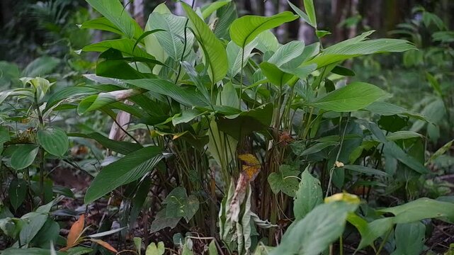 Araru or Arrowroot Plant (Maranta Arundinacea) in the forest.