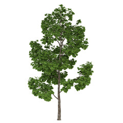 Free PNG 3d illustration of Green Maple Tree tree frontal isolated transparent background perfectly...