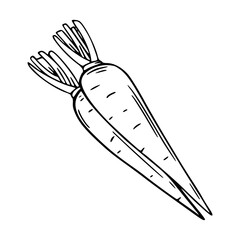 outline drawing of a fresh carrot for coloring pages