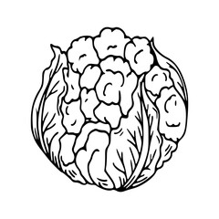 outline drawing of a fresh cauliflower for coloring pages