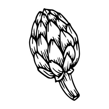 black and white artichoke drawing clip art preview