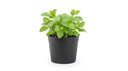 Fresh Green Mint Plant in a Simple Black Pot with White Background
