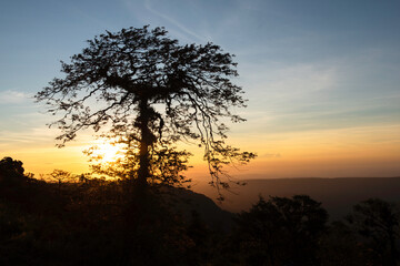 sunset with silhouette tree  in the forest