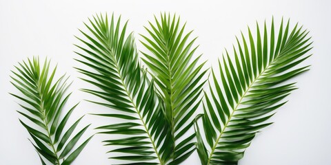 Tropical Palm Leaves Isolated Against White Background Nature Inspired Design Element with Space for Text or Graphics