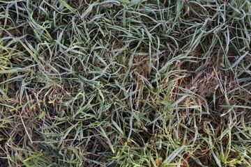 Herbe givrée avec la rosée du matin