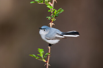 Blue-gray Gnatcatcher perched on a thorny branch
