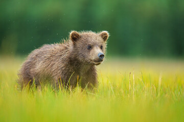 Brown Bear Cub in Natural Habitat Surrounded by Lush Green Grass