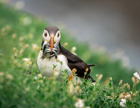 Atlantic Puffin Feeding on Sand-eel