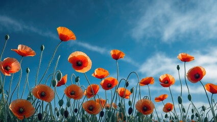 Obraz premium Vibrant Poppy Flowers Blooming Under Clear Blue Sky in Natural Landscape