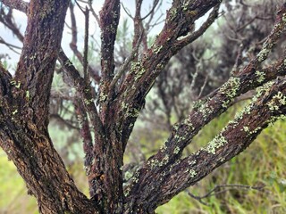 Aesthetic old tree trunk in a beautiful moss plant blanket with blurred background
