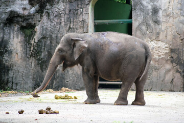 A young Sumatran elephant stands in a zoo enclosure. It is facing sideways, with its trunk reaching...