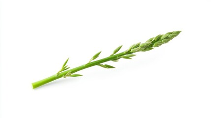 Fototapeta premium Fresh Green Asparagus Spear Isolated on White Background