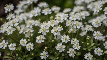 Delicate Cluster of Small White Flowers Blooming in Natural Outdoor Setting