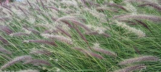 reeds swaying in the wind