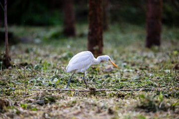 Quiet moment: Egret feeds among the trees
