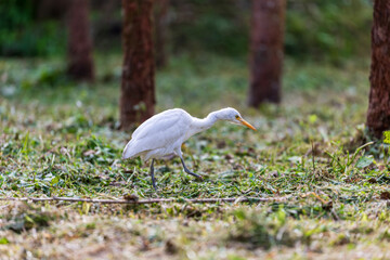 Quiet moment: Egret feeds among the trees