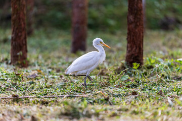 Quiet moment: Egret feeds among the trees