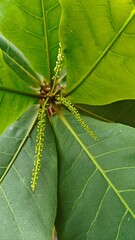 leaf