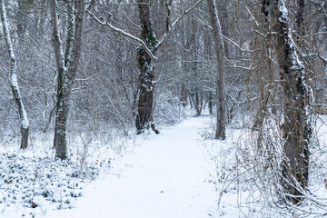 Bare trees covered with snow in a winter forest