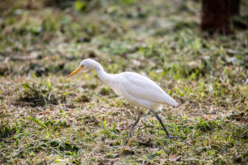 Quiet moment: Egret feeds among the trees