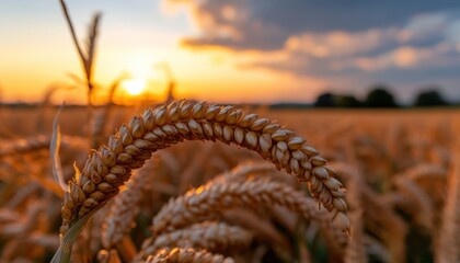 Golden agriculture sunset over cornfield landscape capturing nature's beauty and serenity