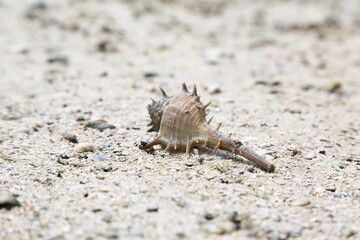 Sea shell on the sand. Close-up. Selective focus.