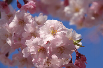日中線のしだれ桜並木（福島県・喜多方市）