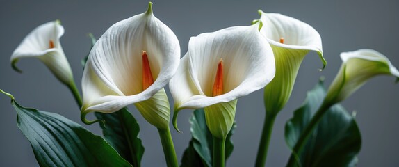 Elegant white calla lilies displaying delicate petals and vibrant orange centers with lush green leaves in a soft light background.