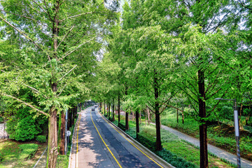 Yangjaecheon Metasequoia Road