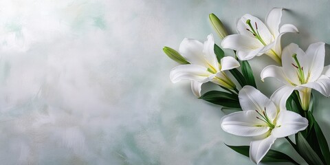 Fototapeta premium White Lilies on Light Green Background