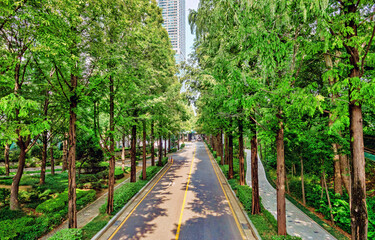 Yangjaecheon Metasequoia Road
